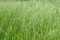 Veldkweek; Elymus campestris; subsp. campestris