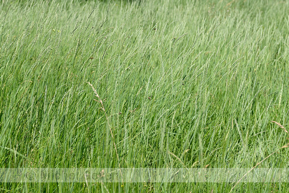 Veldkweek; Elymus campestris; subsp. campestris