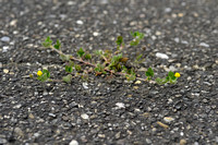 Hopklaver - Black medick - Medicago lupulina