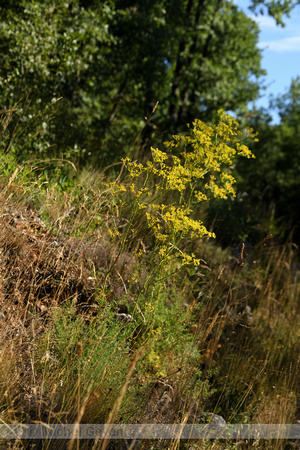 Ferulago campestris