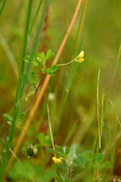 Medicago murex