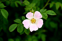 Schijnhondsroos - False Dog Rose - Rosa x subcanina