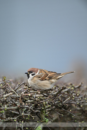 Ringmus; Tree Sparrow; Passer montanus