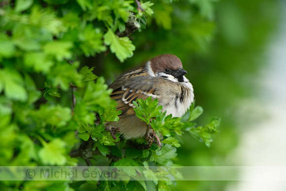 Ringmus; Tree Sparrow; Passer montanus