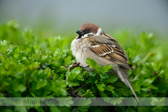 Ringmus; Tree Sparrow; Passer montanus