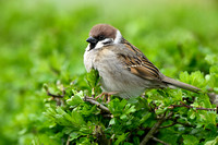 Ringmus; Tree Sparrow; Passer montanus