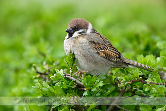 Ringmus; Tree Sparrow; Passer montanus