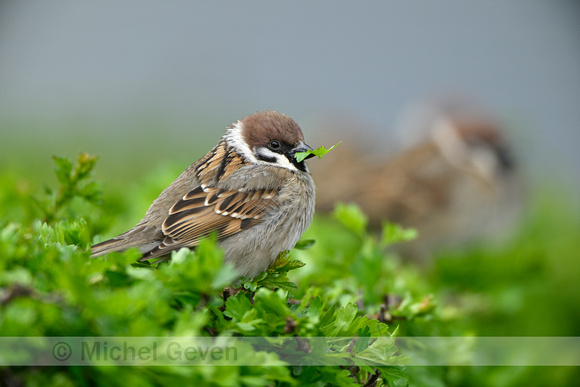 Ringmus; Tree Sparrow; Passer montanus