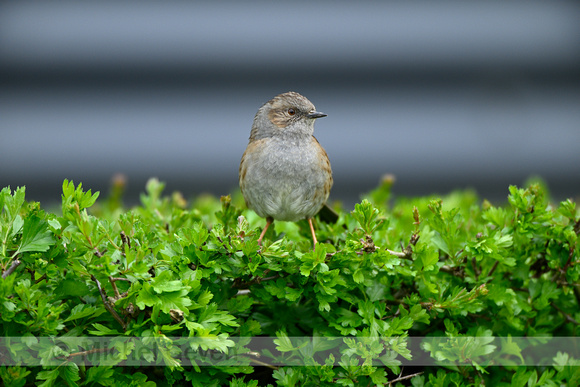 Heggenmus; Dunnock; Prunella modularis