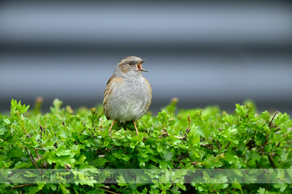 Heggenmus; Dunnock; Prunella modularis