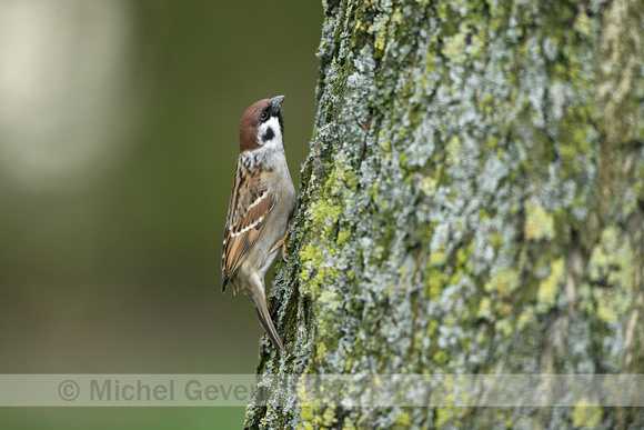 Ringmus; Tree Sparrow; Passer montanus