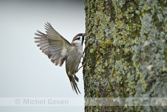 Ringmus; Tree Sparrow; Passer montanus