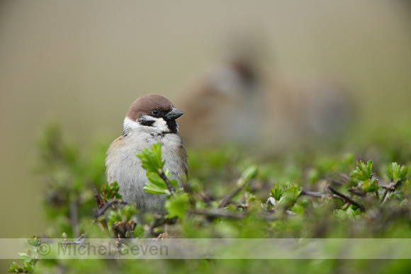 Ringmus; Tree Sparrow; Passer montanus