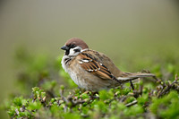 Ringmus; Tree Sparrow; Passer montanus