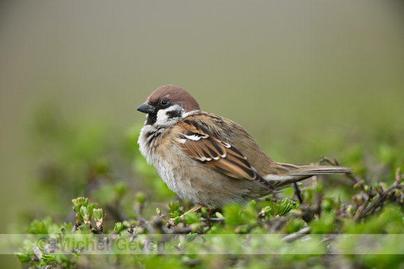 Ringmus; Tree Sparrow; Passer montanus