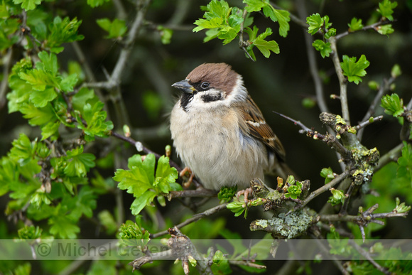 Ringmus; Tree Sparrow; Passer montanus