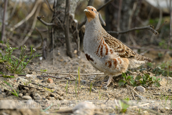 Patrijs; Grey Partridge; Perdix perdix