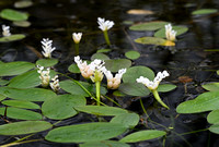 Kaapse waterlelie; Cape pondweed; Aponogeton distachyos