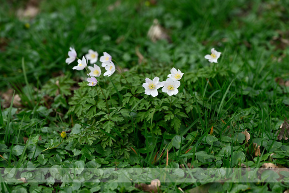 Bosanemoon; Wood anemone; Anemone nemorosa