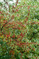 Langstelige olijfwilg; Japanese Berry; Elaeagnus multiflora