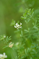 Badassi; Dorycnium pentaphyllum