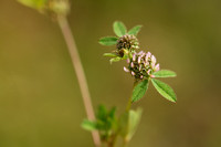 Trifolium glomeratum