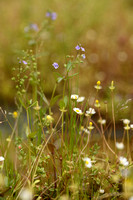 Eenjarige waterereprijs - Veronica anagalloides