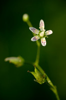 Rondbladige steenbreek - Round-leaved Saxifrage - Saxifraga rotundifolia