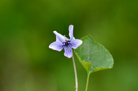 Northern Marsh Violet; Viola epipsila