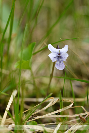 Northern Marsh Violet; Viola epipsila