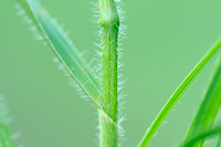 Bosdravik; Lesser hairy-brome; Bromopsis ramosa; subsp. benekeni