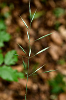 Bosdravik; Lesser Hariy-brome; Bromopsis ramosa subsp. Benekenii