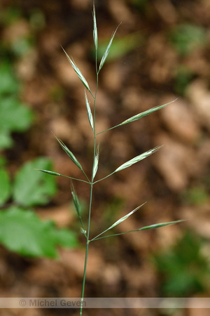 Bosdravik; Lesser Hariy-brome; Bromopsis ramosa subsp. Benekenii