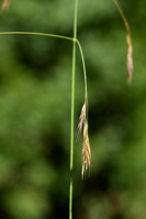Bosdravik; Lesser Hairy-brome; Bromopsis ramosa subsp. Benekenii