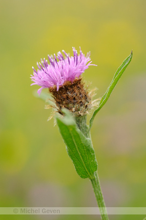 Knoopkruid; Brown Knapweed; Centaurea jacea;