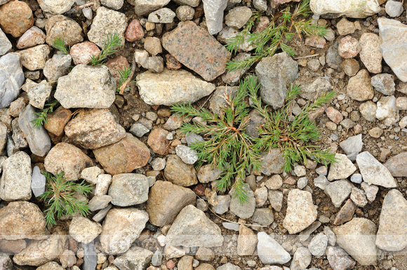 Akkerknarkruid; Field Polycnemum;Polycnemum arvensis