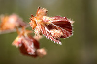 Bruine beuk; Copper Beech; Fagus sylvatica 'Atropunicea';