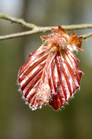 Bruine beuk; Copper Beech; Fagus sylvatica 'Atropunicea';