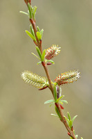 Bittere wilg; Purple Willow; Salix purpurea