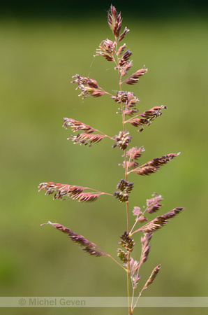 Rietgras; Reed Canary-grass; Phalaris arundinacea