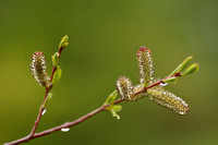Bittere wilg; Purple Willow; Salix purpurea