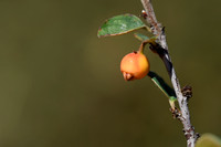Cotoneaster raboutensis