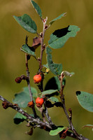 Cotoneaster raboutensis