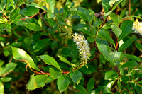 Tea-leaved willow; Salix phylicifolia