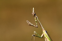 Cone-head Mantis; Empusa pennata