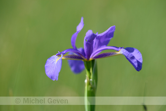 Spaanse iris; Spanish Iris; Iris xiphium
