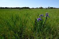 Spaanse iris - Spanish Iris - Iris xiphium