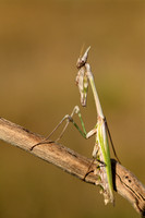 Cone-head Mantis; Empusa pennata