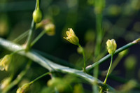 Asperge; Garden Asparagus; Asparagus officinalis subsp. officina