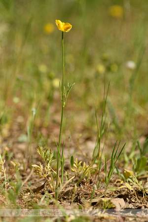 Jersey Buttercup; Ranunculus paludosus